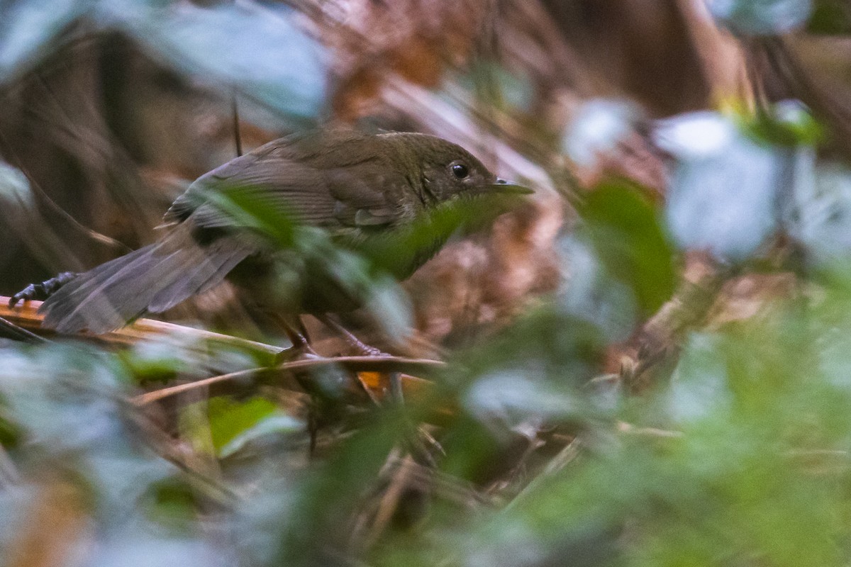 Knysna Warbler - ML608937526