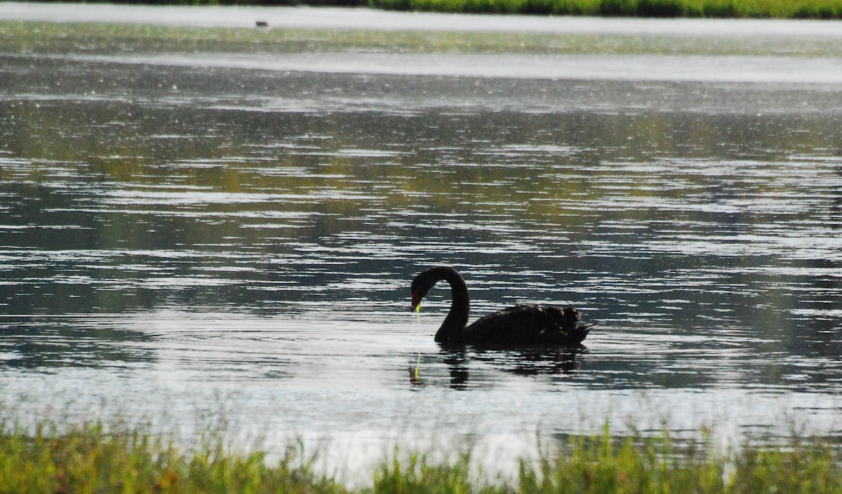 Black Swan - ML608937582