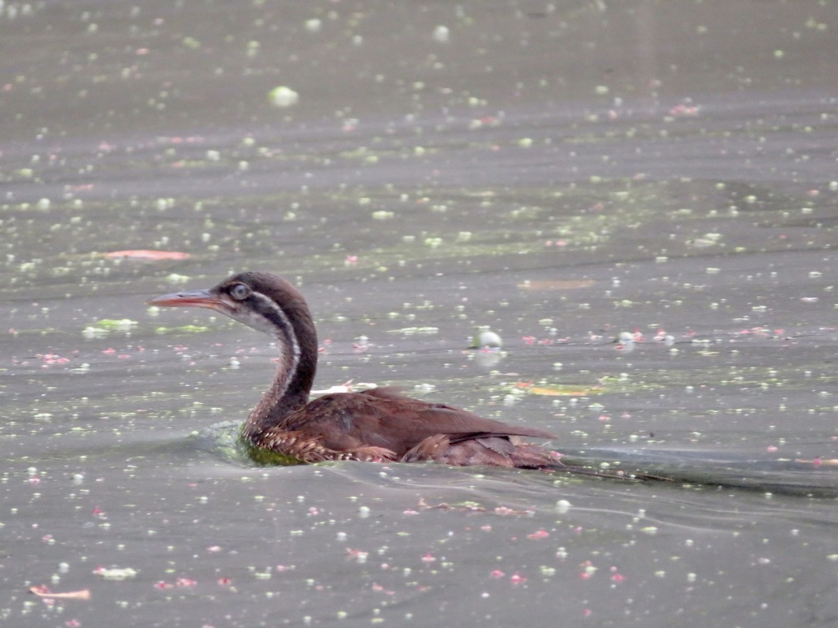 African Finfoot - Alexis Lamek