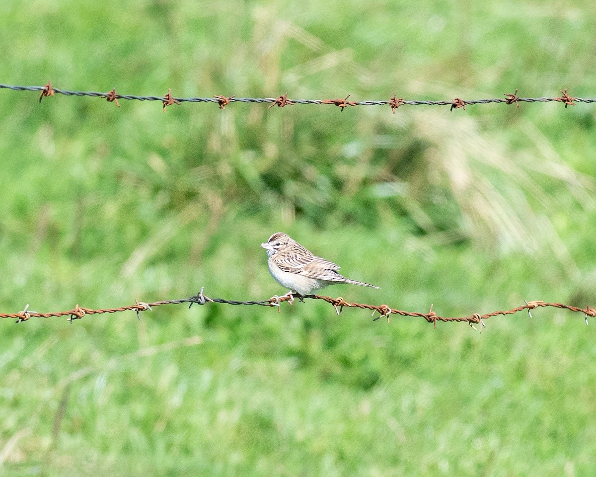 Lark Sparrow - ML608937829