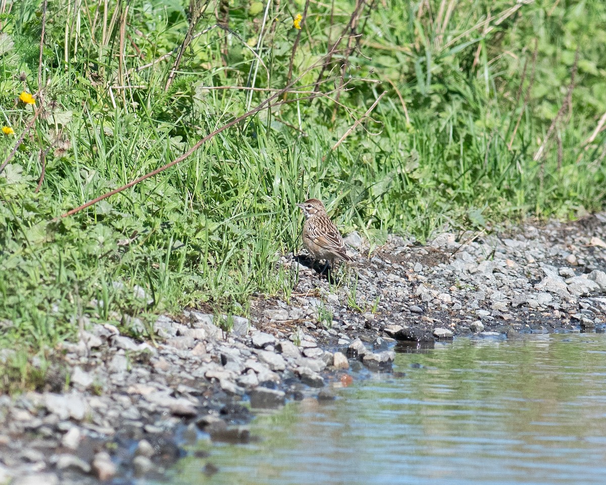 Lark Sparrow - ML608937830