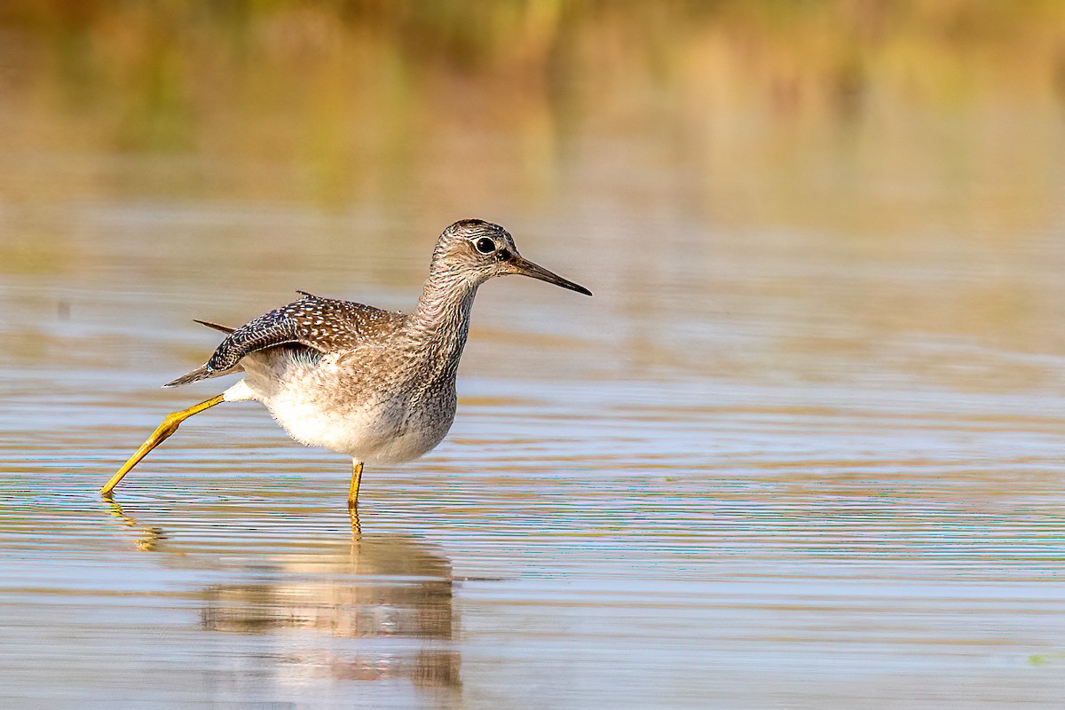 Lesser Yellowlegs - ML608937972