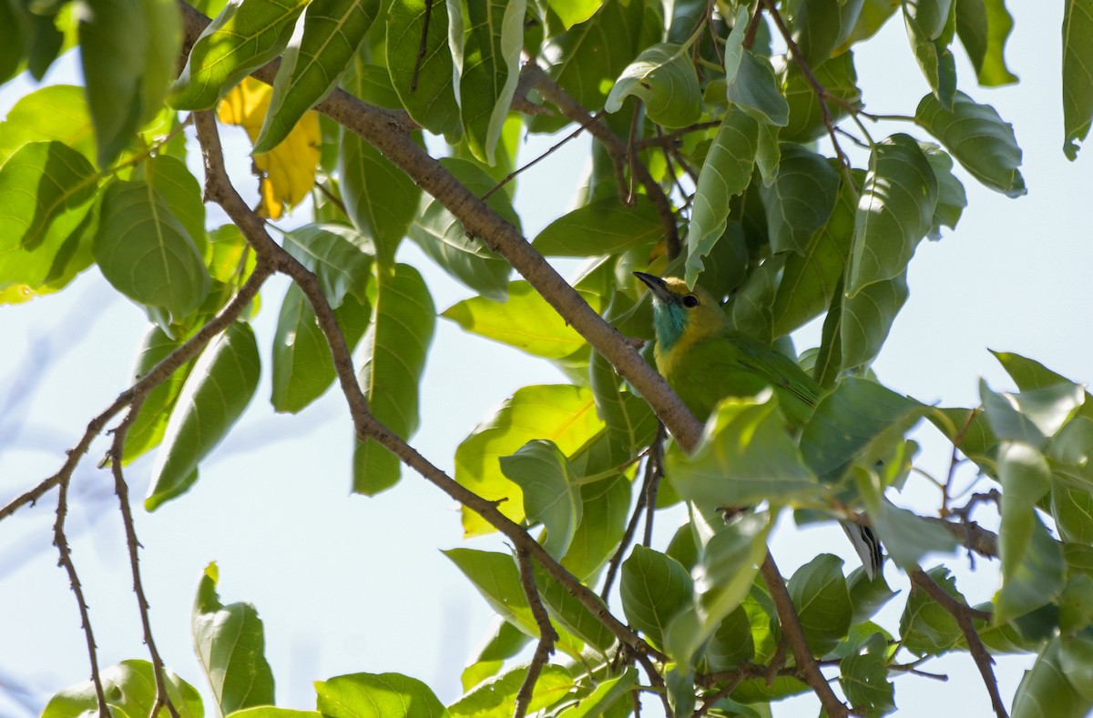 Jerdon's Leafbird - Sathish Ramamoorthy