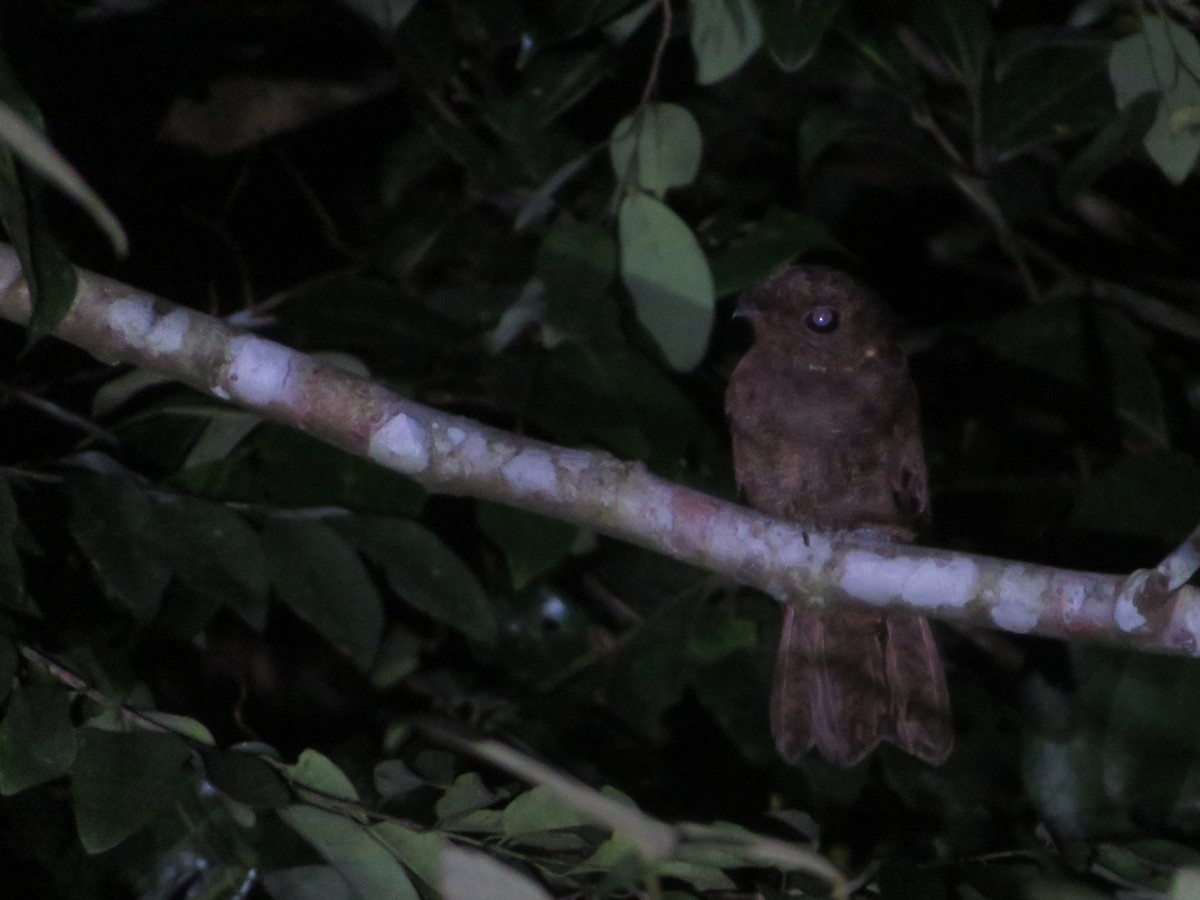 Бурый козодой - ML608938077