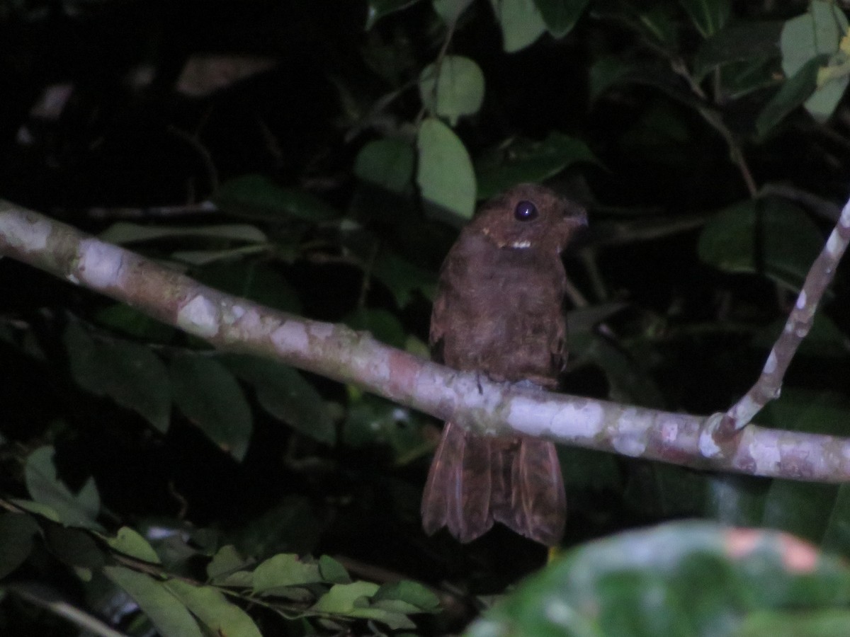 Brown Nightjar - ML608938078