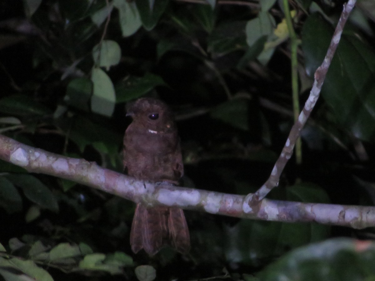 Brown Nightjar - ML608938079