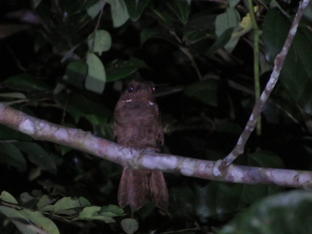 Бурый козодой - ML608938080