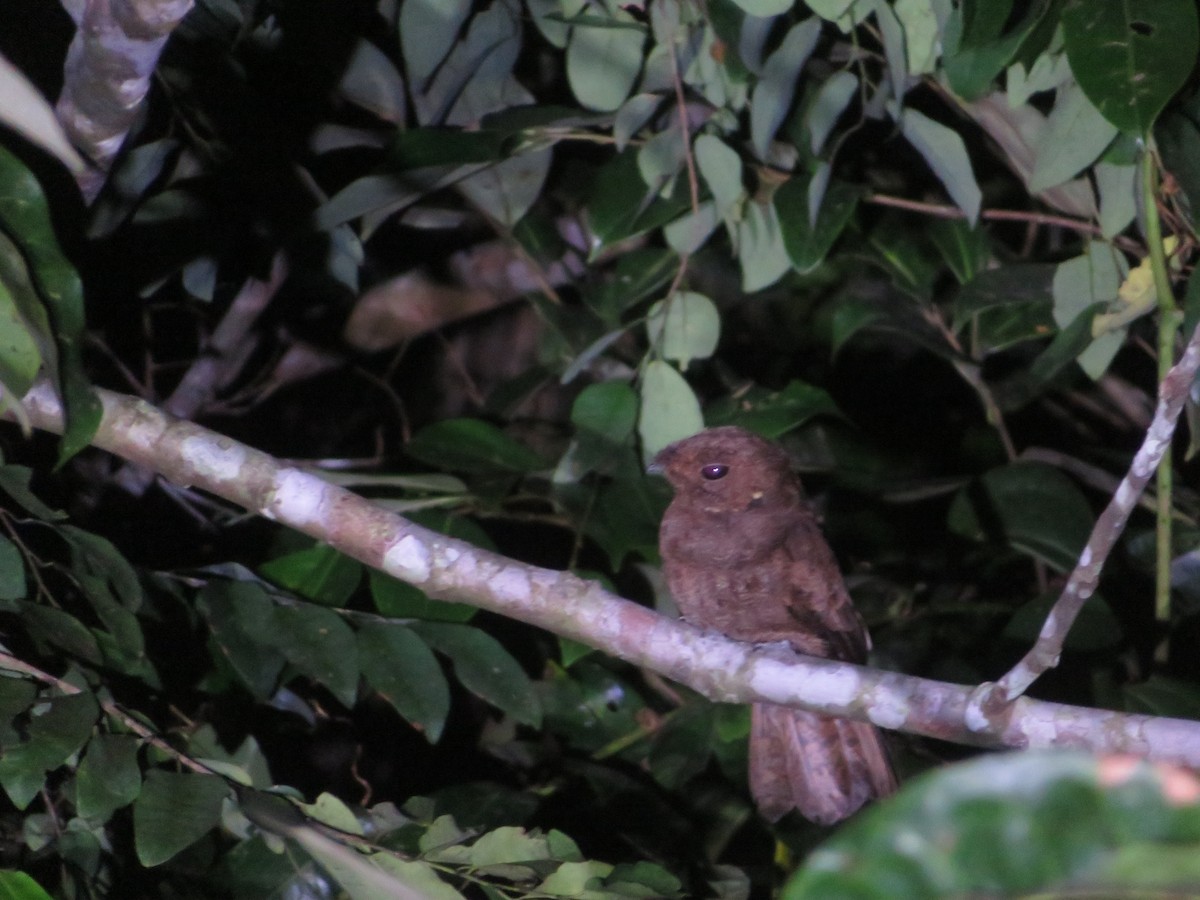 Бурый козодой - ML608938081