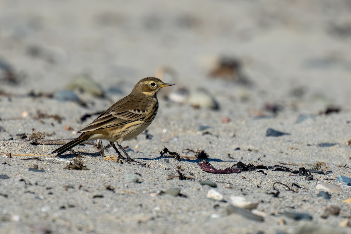 American Pipit - ML608938132