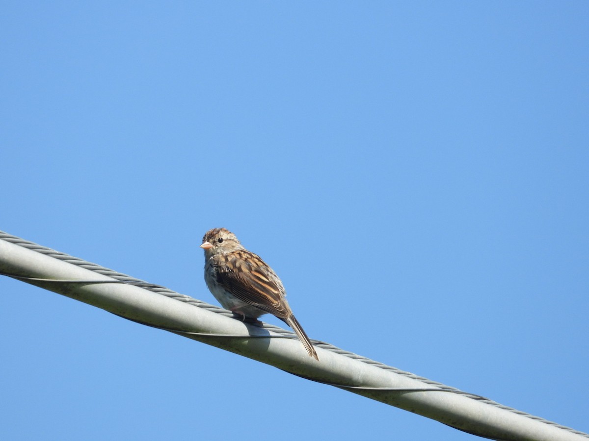 Chipping Sparrow - ML608938227