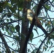 Yellow-billed/Black-billed Cuckoo - ML608938274