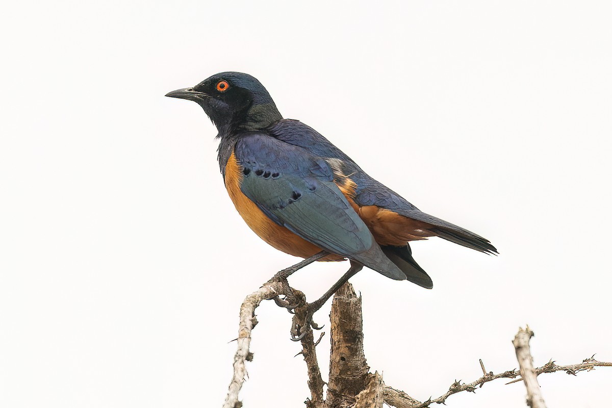 Hildebrandt's Starling - ML608938286