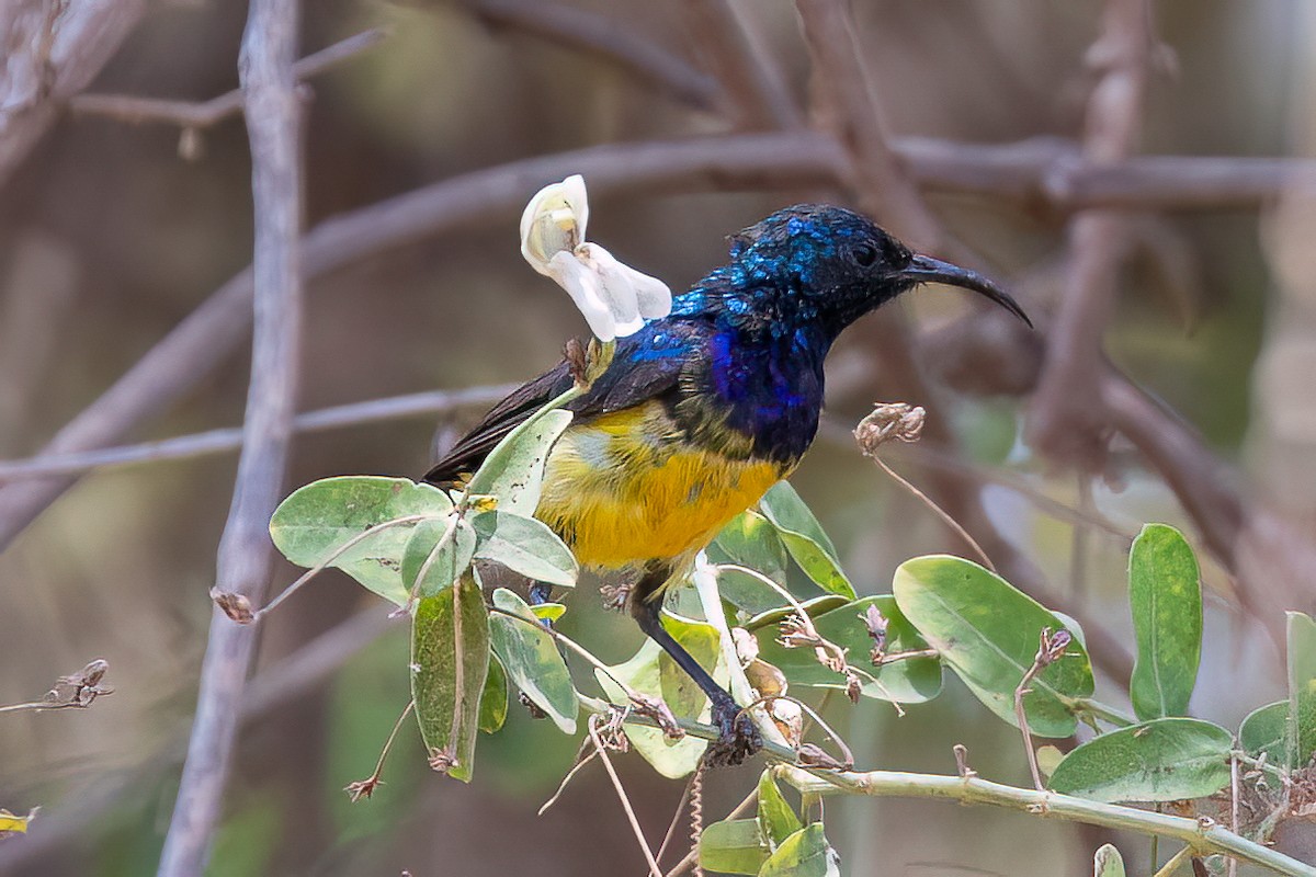 Variable Sunbird (Yellow-bellied) - ML608938306