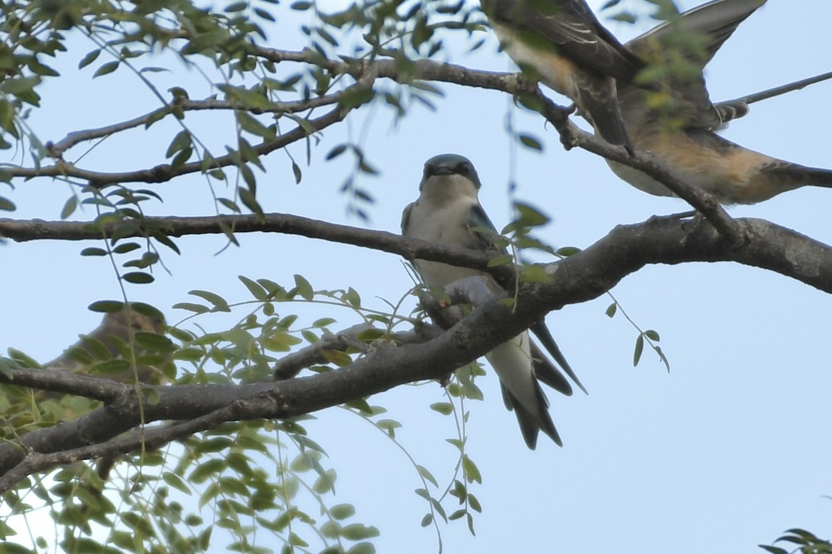 Tree Swallow - ML608938424