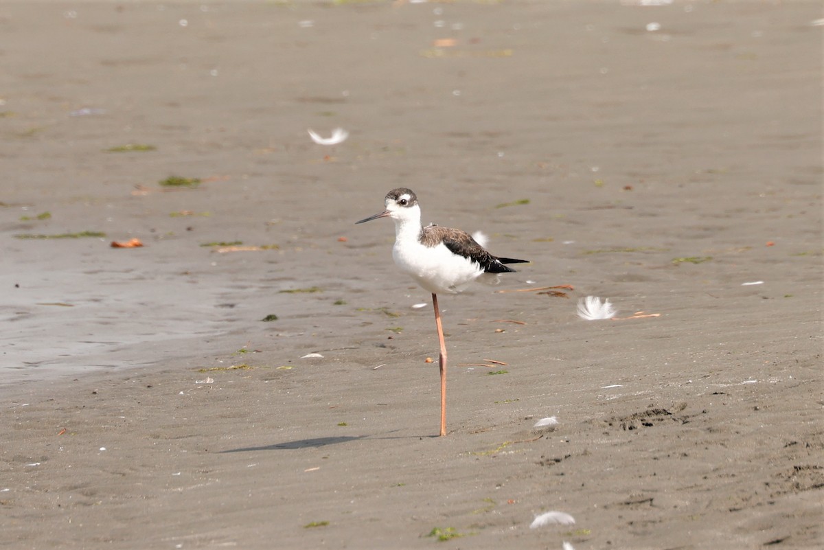 Black-necked Stilt - Russ Namitz