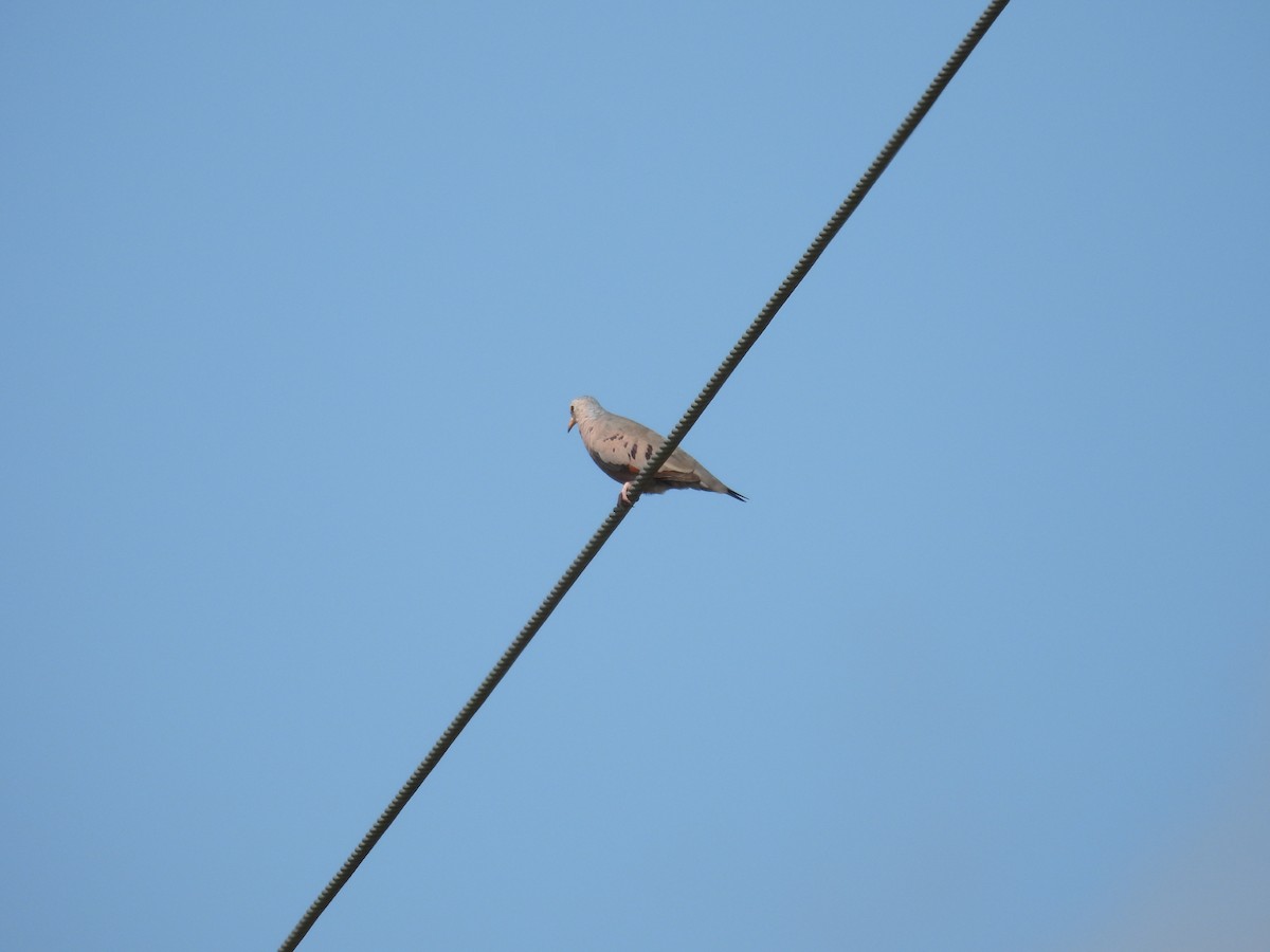 Common Ground Dove - ML608938478