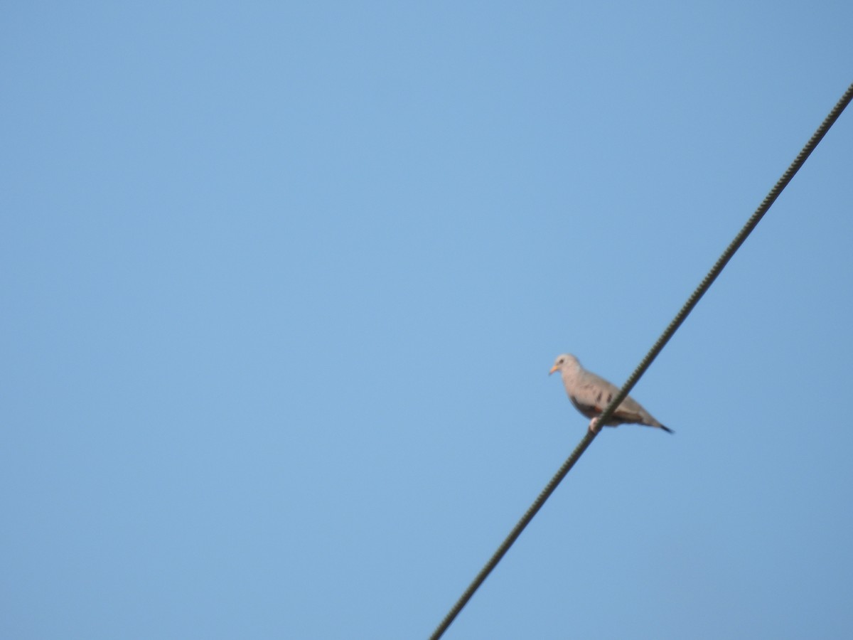 Common Ground Dove - ML608938479