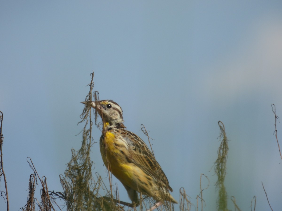 Eastern Meadowlark - ML608938519