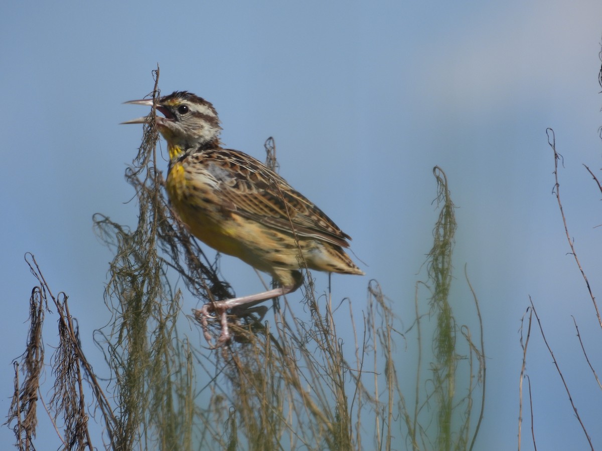 Eastern Meadowlark - ML608938521