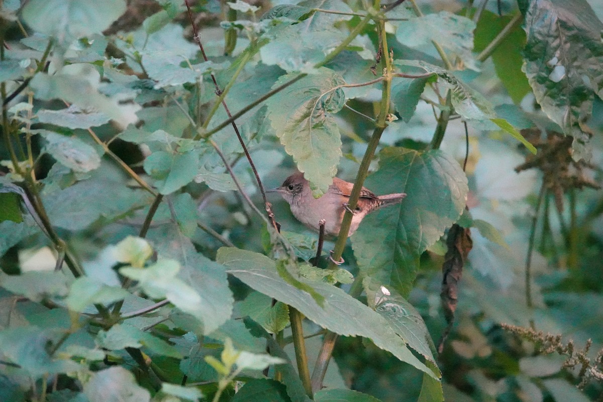 Northern House Wren - ML608938564
