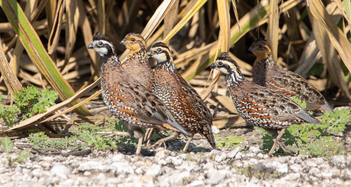 Northern Bobwhite - ML608938565