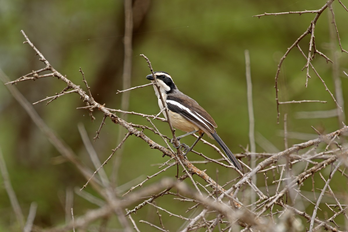 Red-naped Bushshrike - Daniel Booker