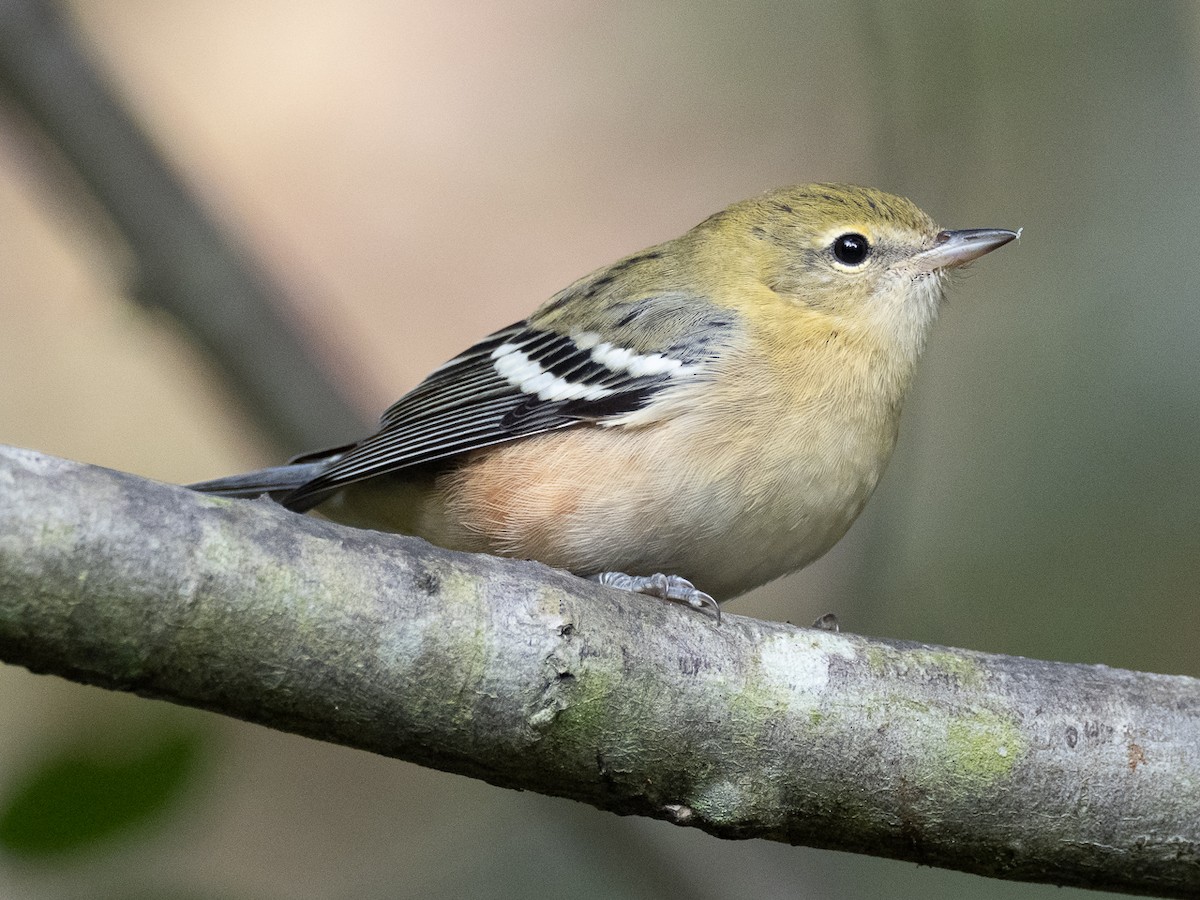 Bay-breasted Warbler - ML608938609