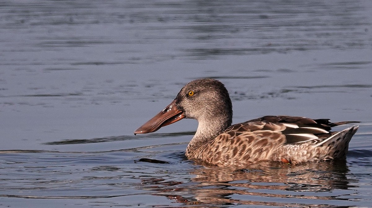 Northern Shoveler - ML608938682