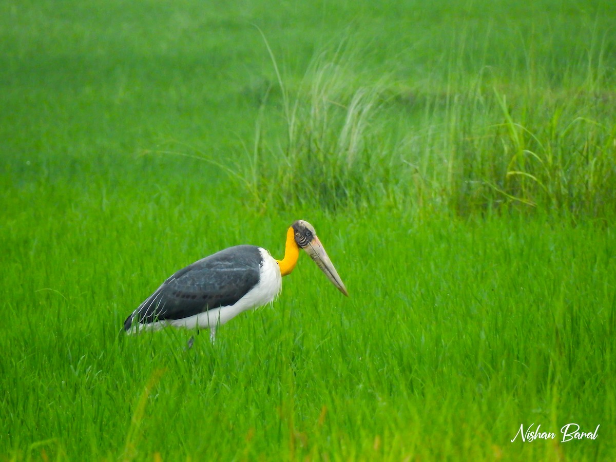 Lesser Adjutant - ML608938705