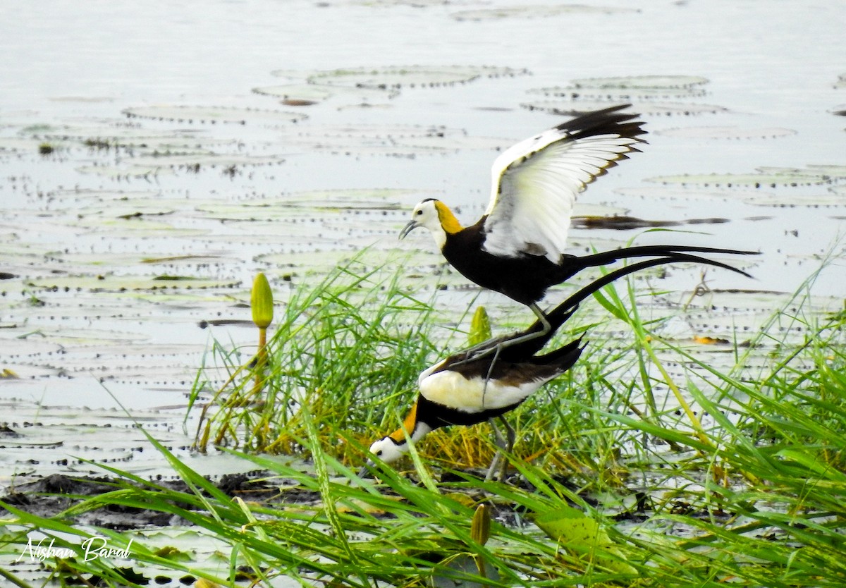 Pheasant-tailed Jacana - ML608938716