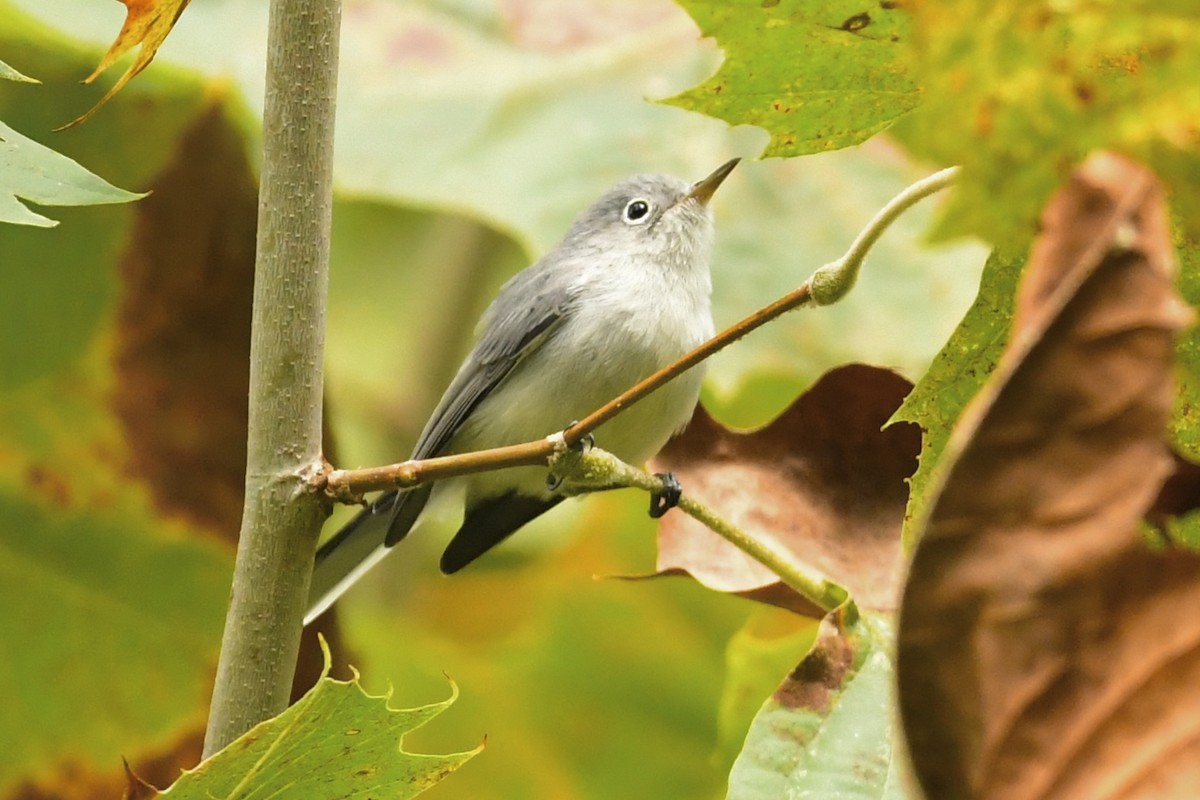 Blue-gray Gnatcatcher - ML608938848