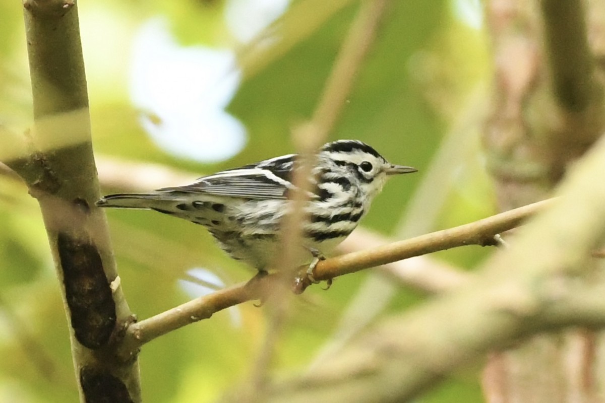 Black-and-white Warbler - ML608938854