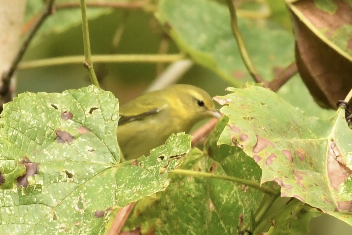 Tennessee Warbler - ML608938860