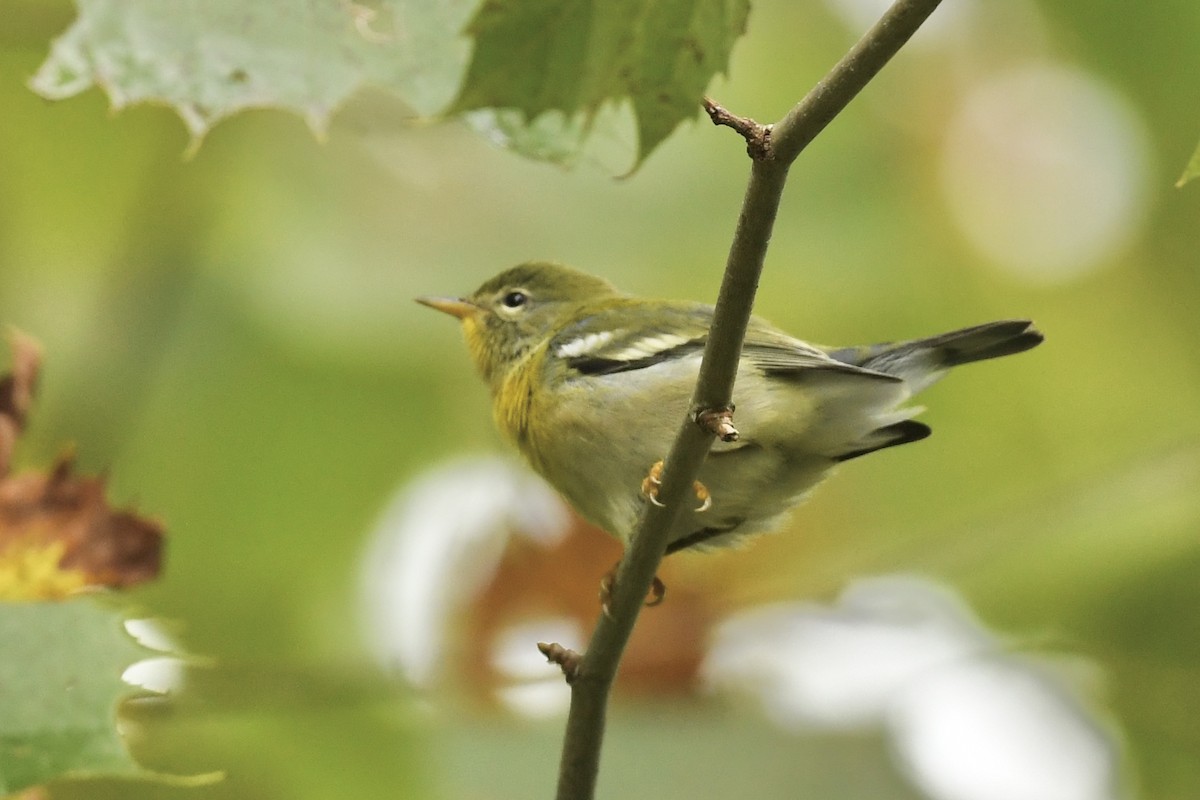 Northern Parula - ML608938878