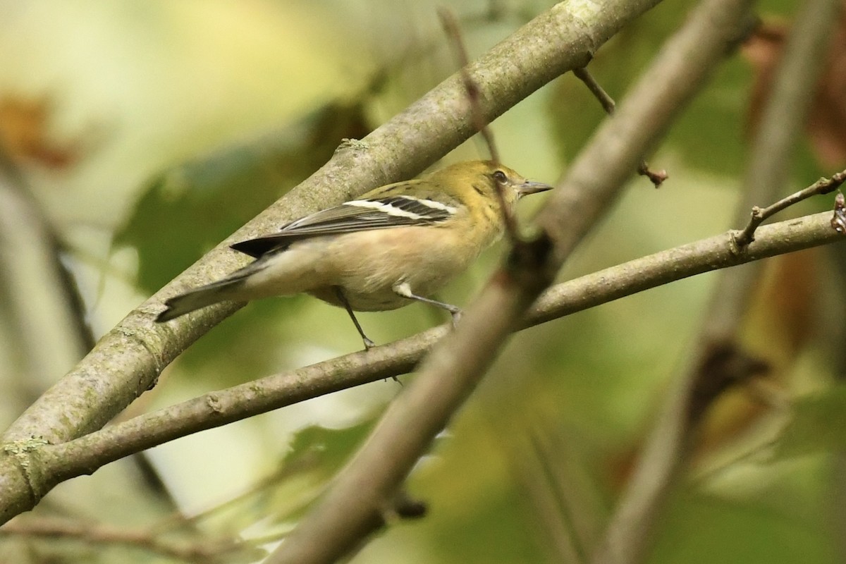 Braunkehl-Waldsänger - ML608938903