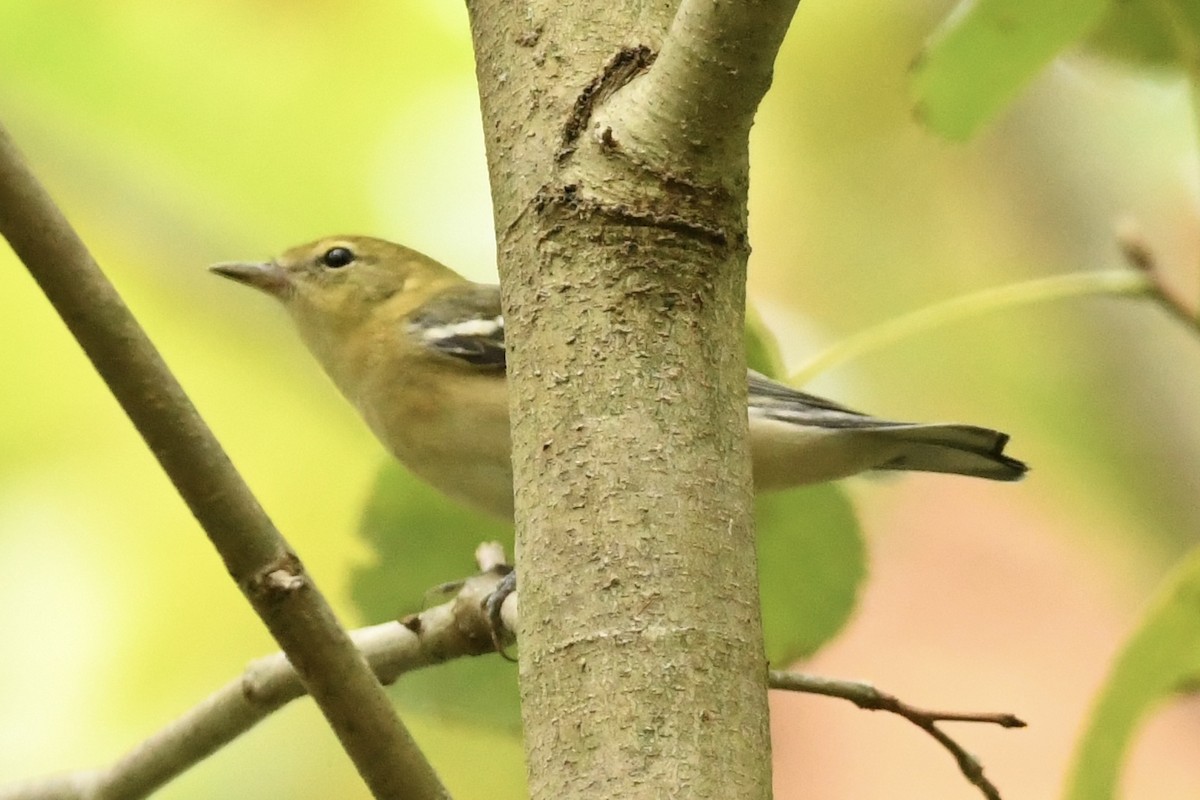 Braunkehl-Waldsänger - ML608938906