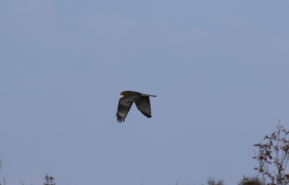 Red-shouldered Hawk - ML608938915
