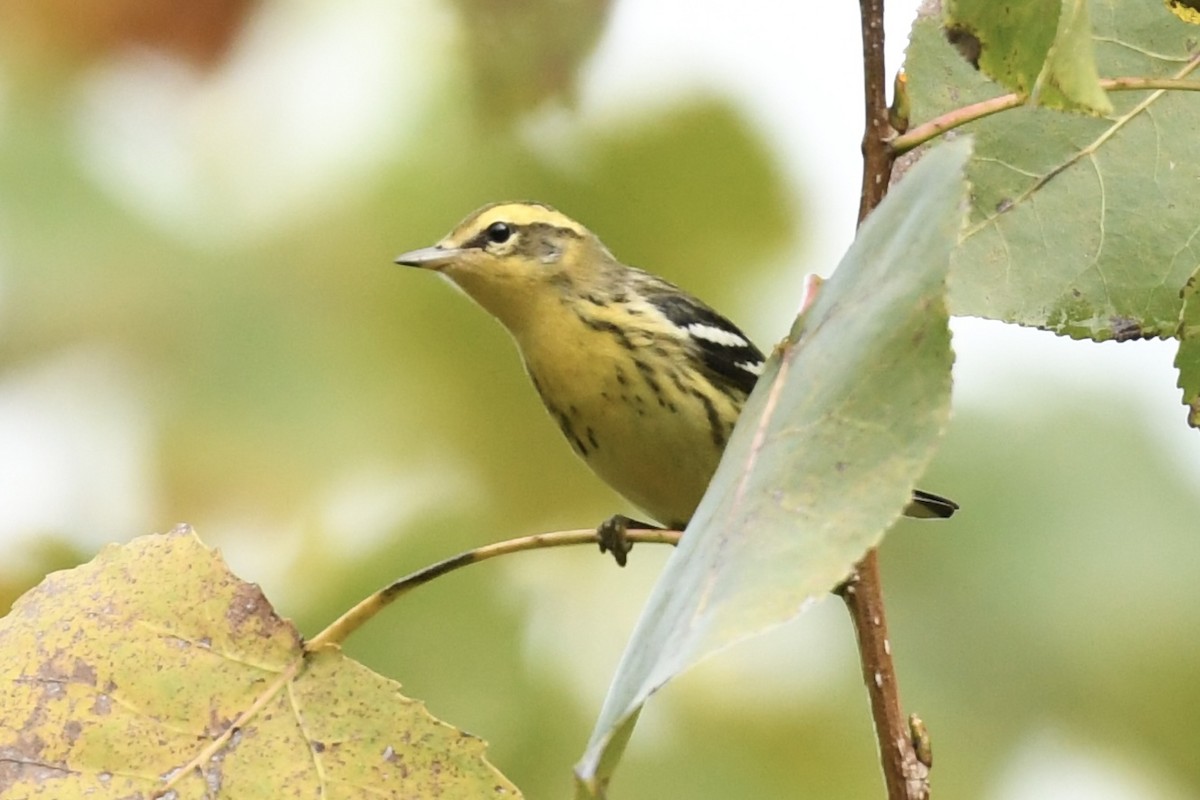 Blackburnian Warbler - ML608938930