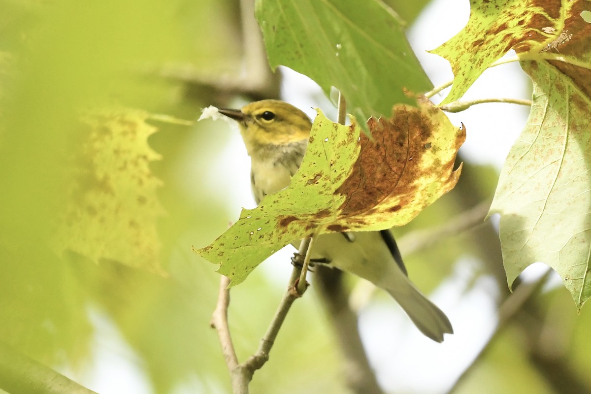 Black-throated Green Warbler - ML608938943