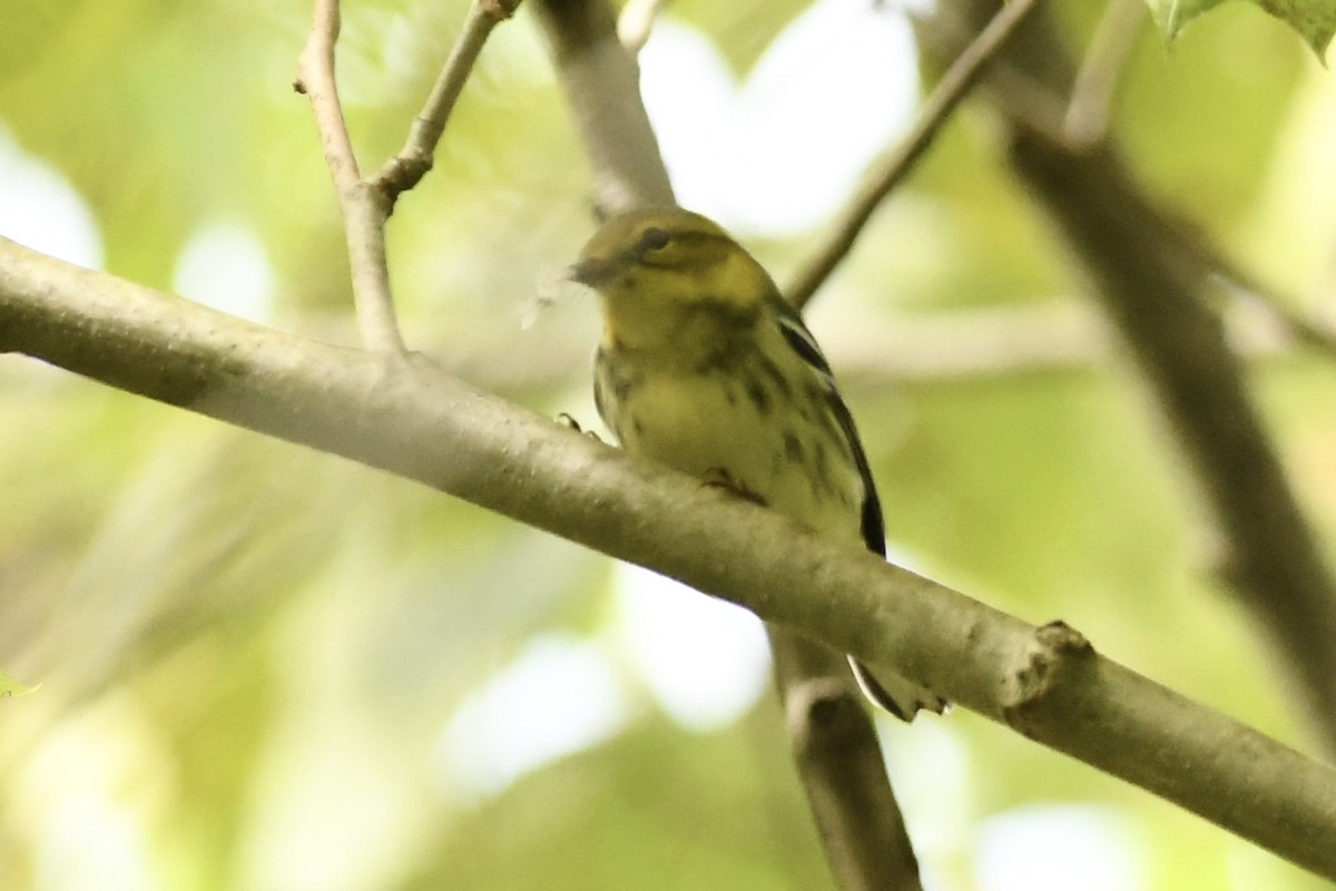 Black-throated Green Warbler - ML608938944