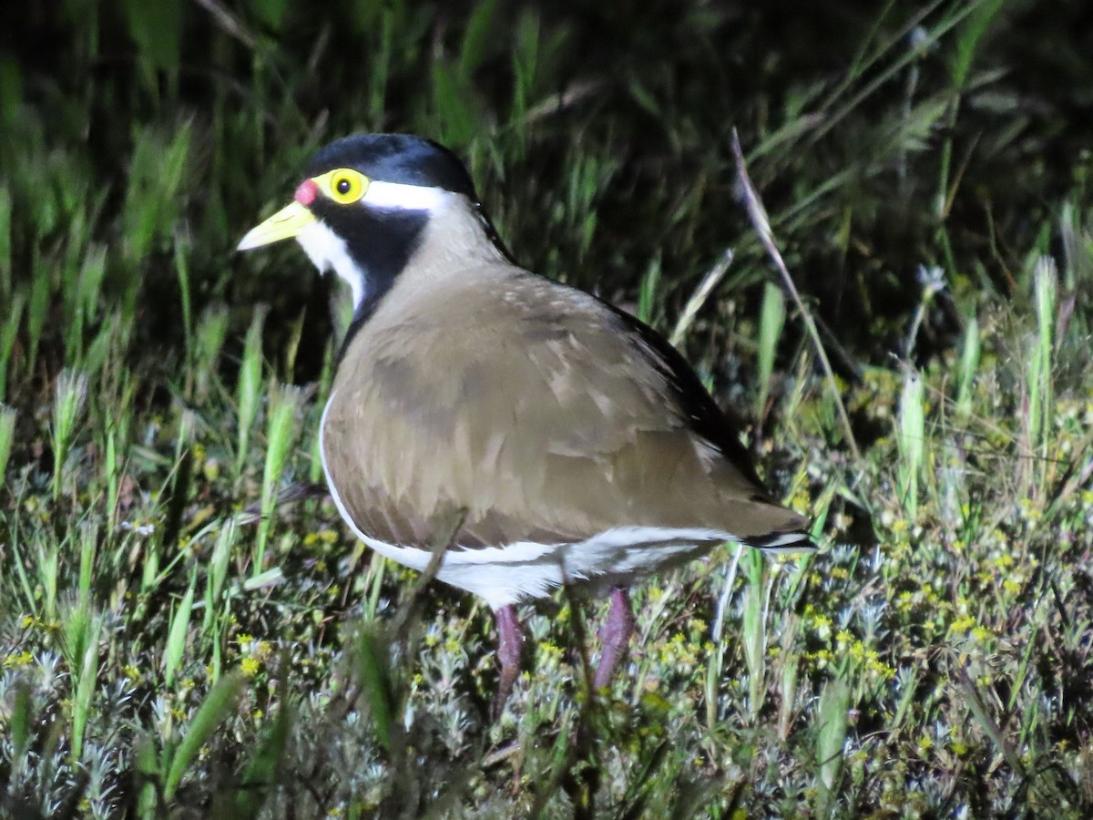 Banded Lapwing - ML608938994