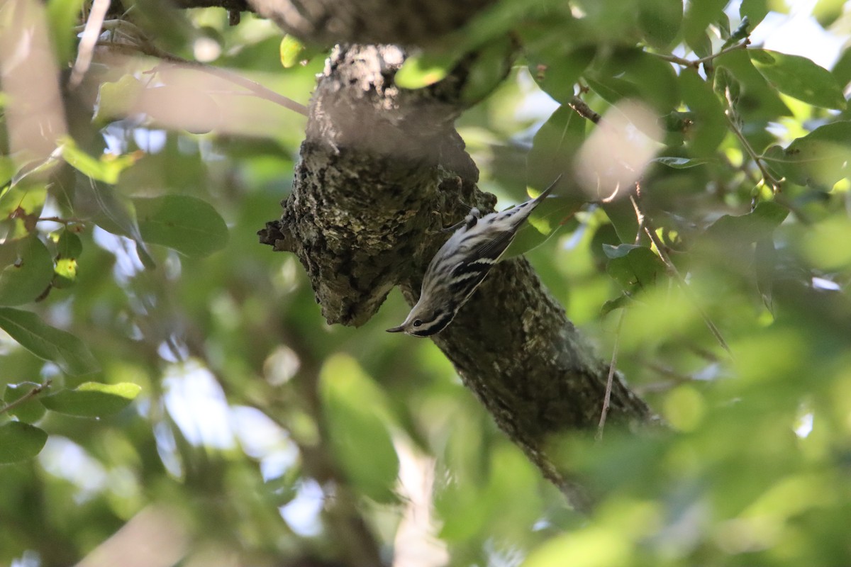 Black-and-white Warbler - ML608939015
