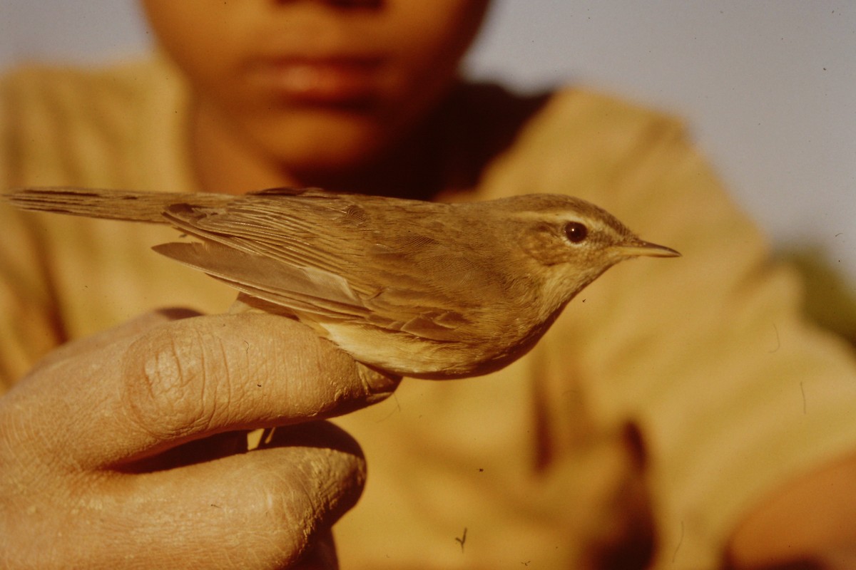 Dusky Warbler - ML608939065