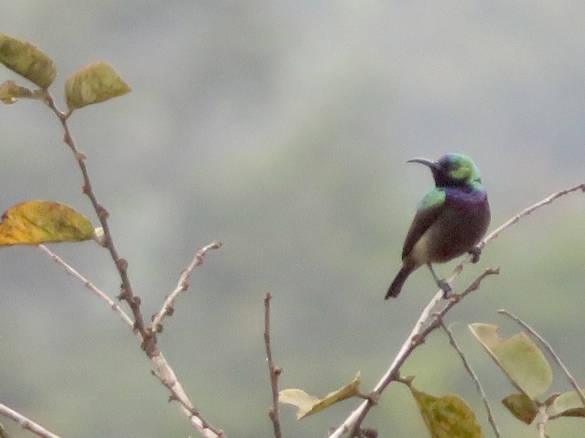 Orange-tufted Sunbird - ML608939098