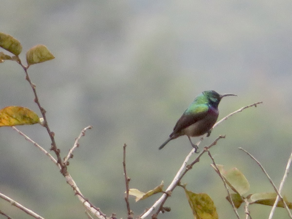 Orange-tufted Sunbird - Alexis Lamek