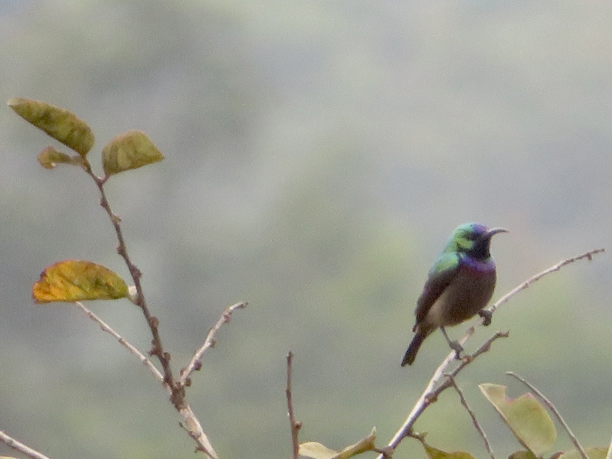 Orange-tufted Sunbird - Alexis Lamek