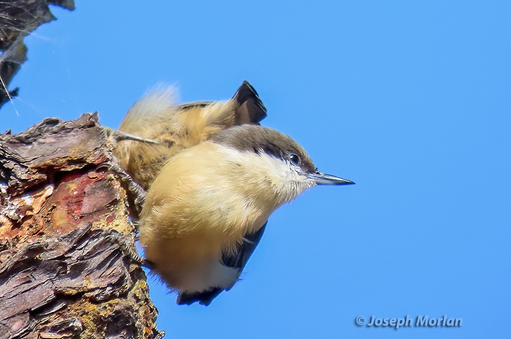 Pygmy Nuthatch - Joseph Morlan