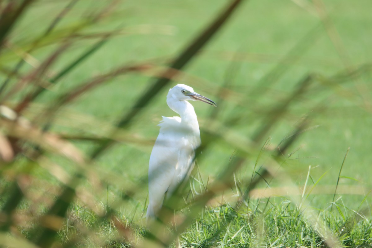 Little Blue Heron - ML608939155