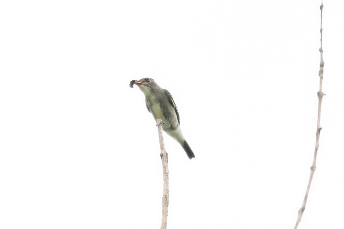 Olive-sided Flycatcher - LEN OToole
