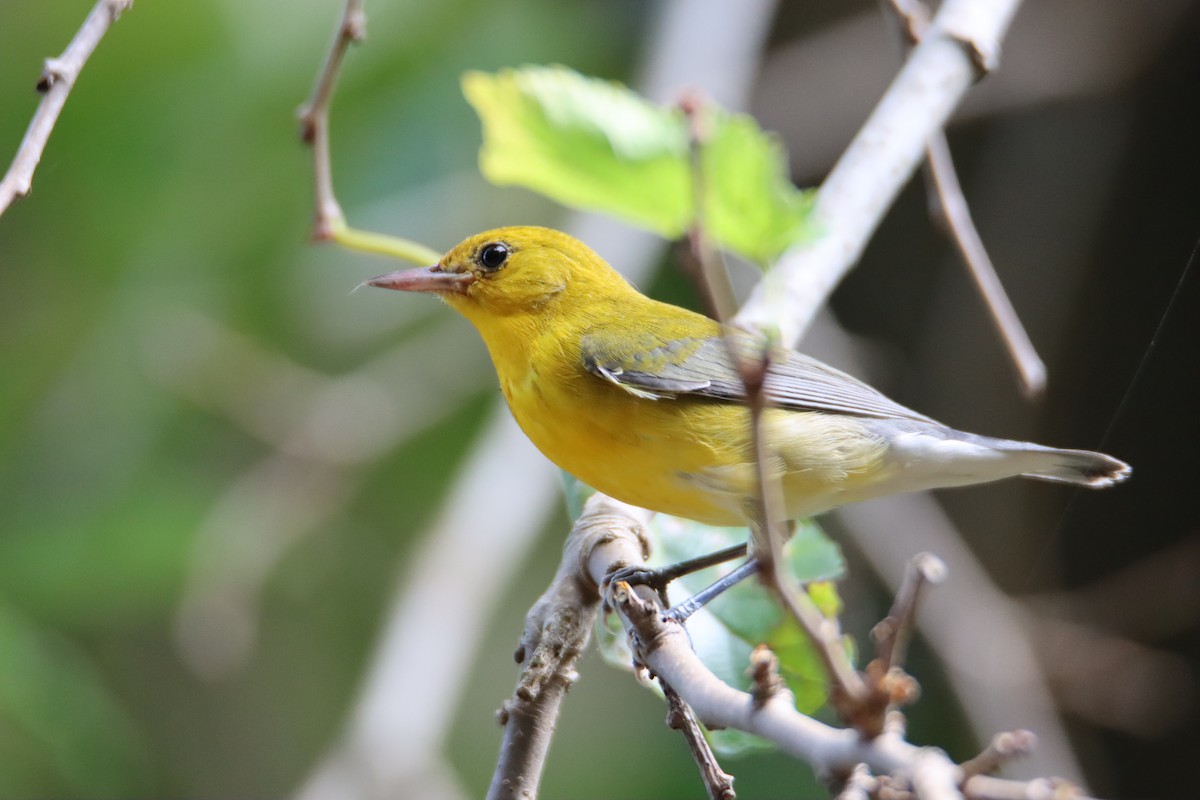 Prothonotary Warbler - ML608939188